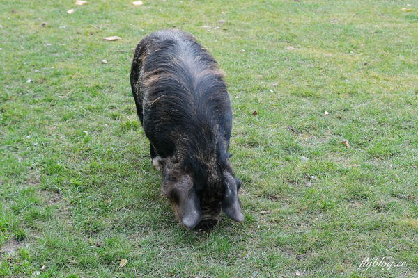 ▲▼紐西蘭南島TSS恩斯羅號蒸汽船遊船。（圖／部落客飛天璇提供）