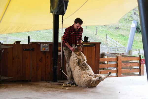 ▲▼紐西蘭南島TSS恩斯羅號蒸汽船遊船。（圖／部落客飛天璇提供）