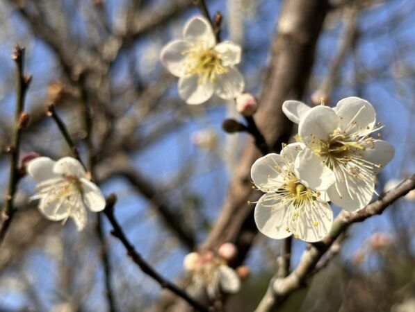 ▲▼梅嶺梅花陸續綻放。（圖／梅嶺休閒農業協會黃貴珍理事長提供）