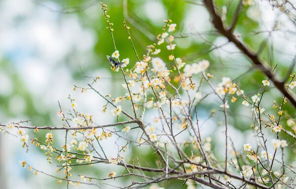 ▲「2026角板山行館園區梅花季」今天開幕，園區內梅花綻放美景。（圖／市府新聞處提供）