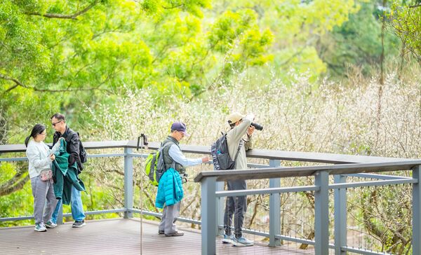 ▲「2026角板山行館園區梅花季」今天開幕，梅花綻放吸引不少攝影愛好者取景。（圖／市府新聞處提供）