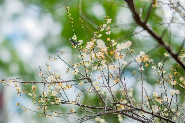 ▲2026角板山行館梅花季登場