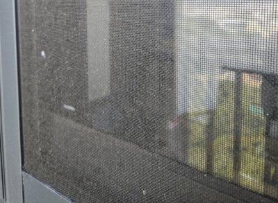 紗窗堆滿灰塵好難清？家事達人用「2神物」秒乾淨：不用拆下來洗