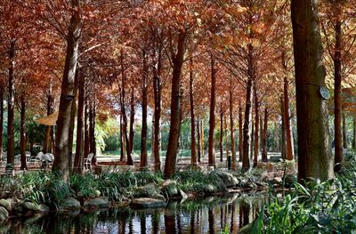 全台唯一歐風城堡+落羽松林在嘉義