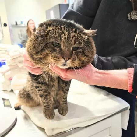 超級圓臉貓有坎坷身世。（圖／翻攝自Furkids Animal Rescue and Shelters）