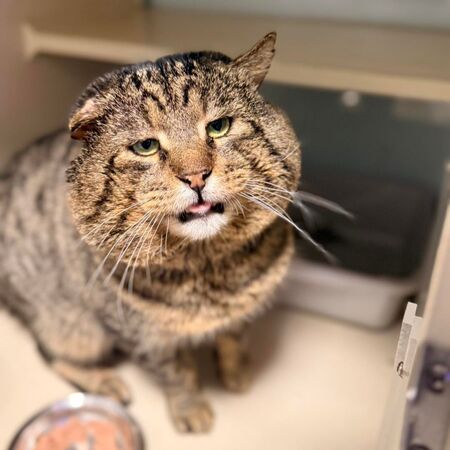 超級圓臉貓有坎坷身世。（圖／翻攝自Furkids Animal Rescue and Shelters）