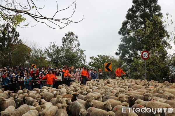 ▲清境奔羊節月底登場，串聯三高山賞櫻。（圖／清境農場提供）