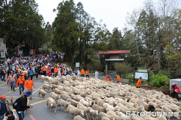 ▲清境奔羊節2月13日登場。（圖／清境農場提供）