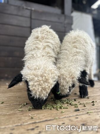 ▲清境奔羊節月底登場，串聯三高山賞櫻。（圖／清境農場提供）