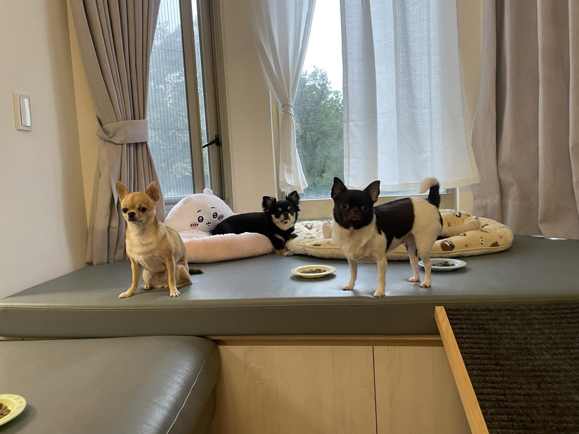 ▲吉娃娃外出散步鬧烏龍！　被小朋友誤認成「麝香豬」惹網笑翻。（圖／threads @cwliu19提供，請勿隨意翻拍，以免侵權。）