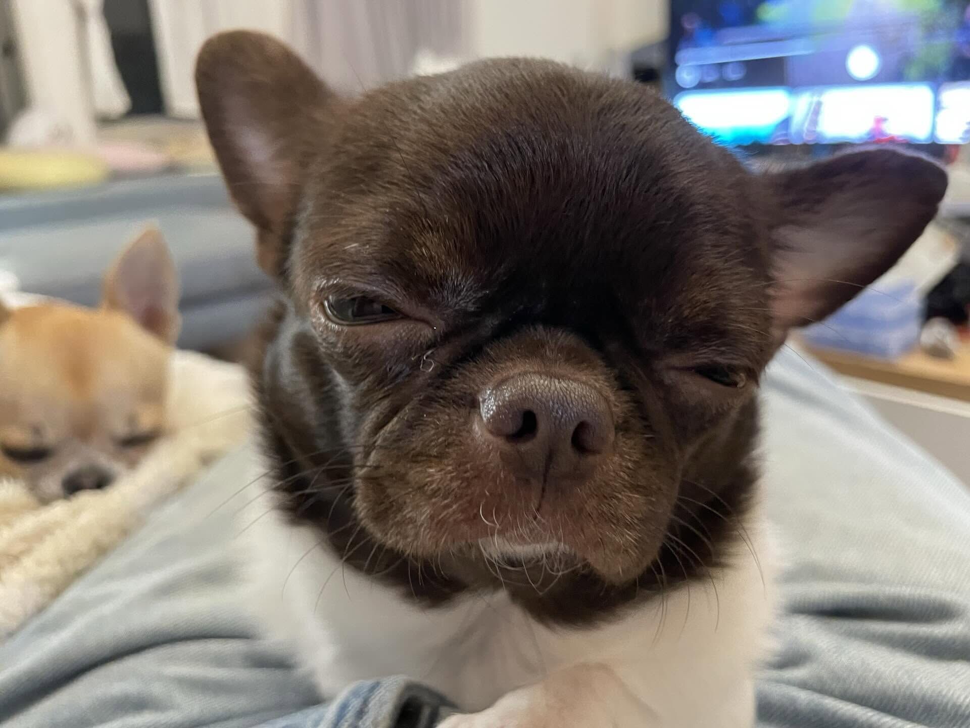 ▲吉娃娃外出散步鬧烏龍！　被小朋友誤認成「麝香豬」惹網笑翻。（圖／threads @cwliu19提供，請勿隨意翻拍，以免侵權。）