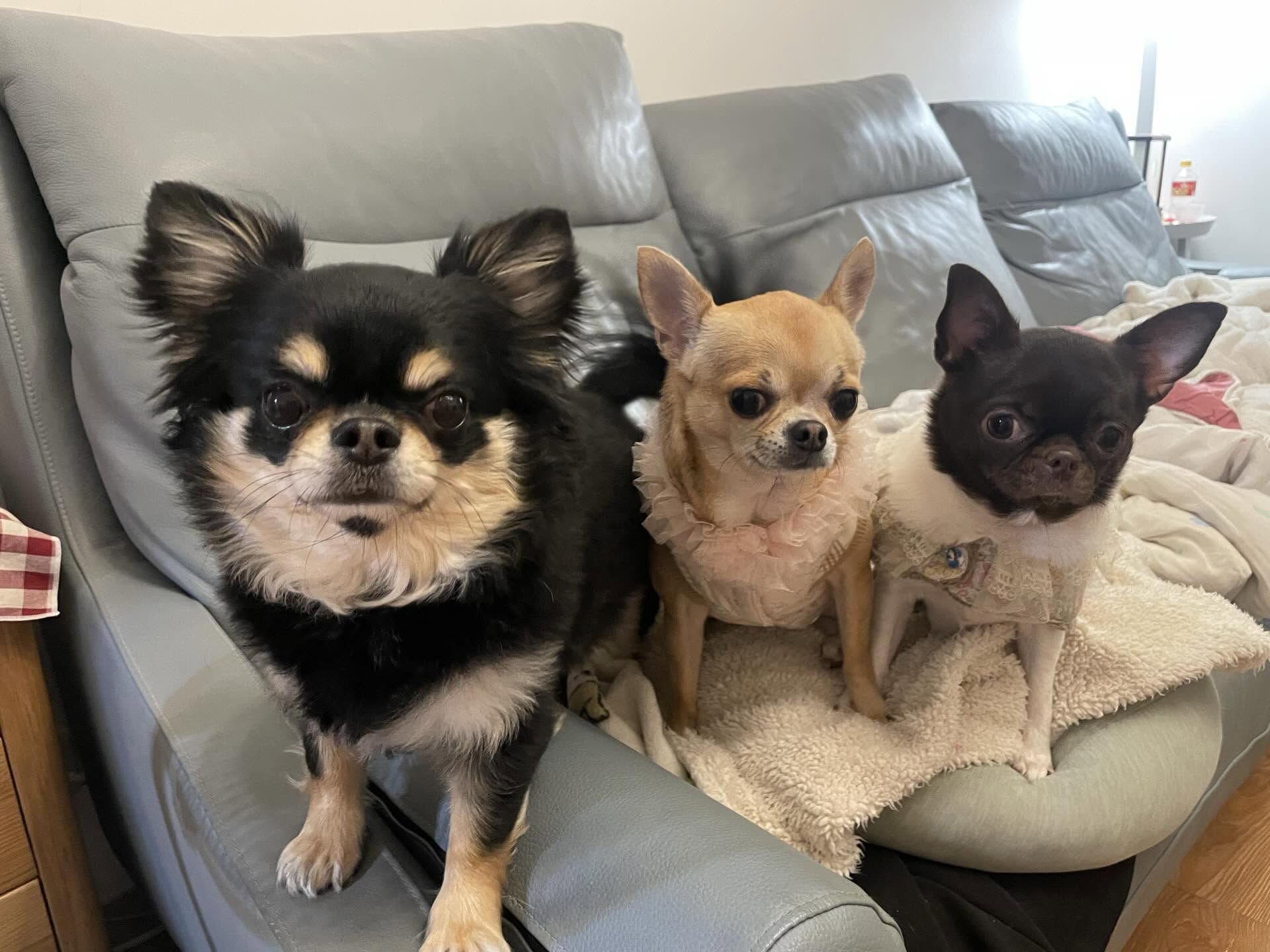 ▲吉娃娃外出散步鬧烏龍！　被小朋友誤認成「麝香豬」惹網笑翻。（圖／threads @cwliu19提供，請勿隨意翻拍，以免侵權。）