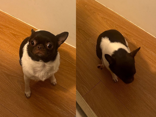 ▲吉娃娃外出散步鬧烏龍！　被小朋友誤認成「麝香豬」惹網笑翻。（圖／threads @cwliu19提供，請勿隨意翻拍，以免侵權。）