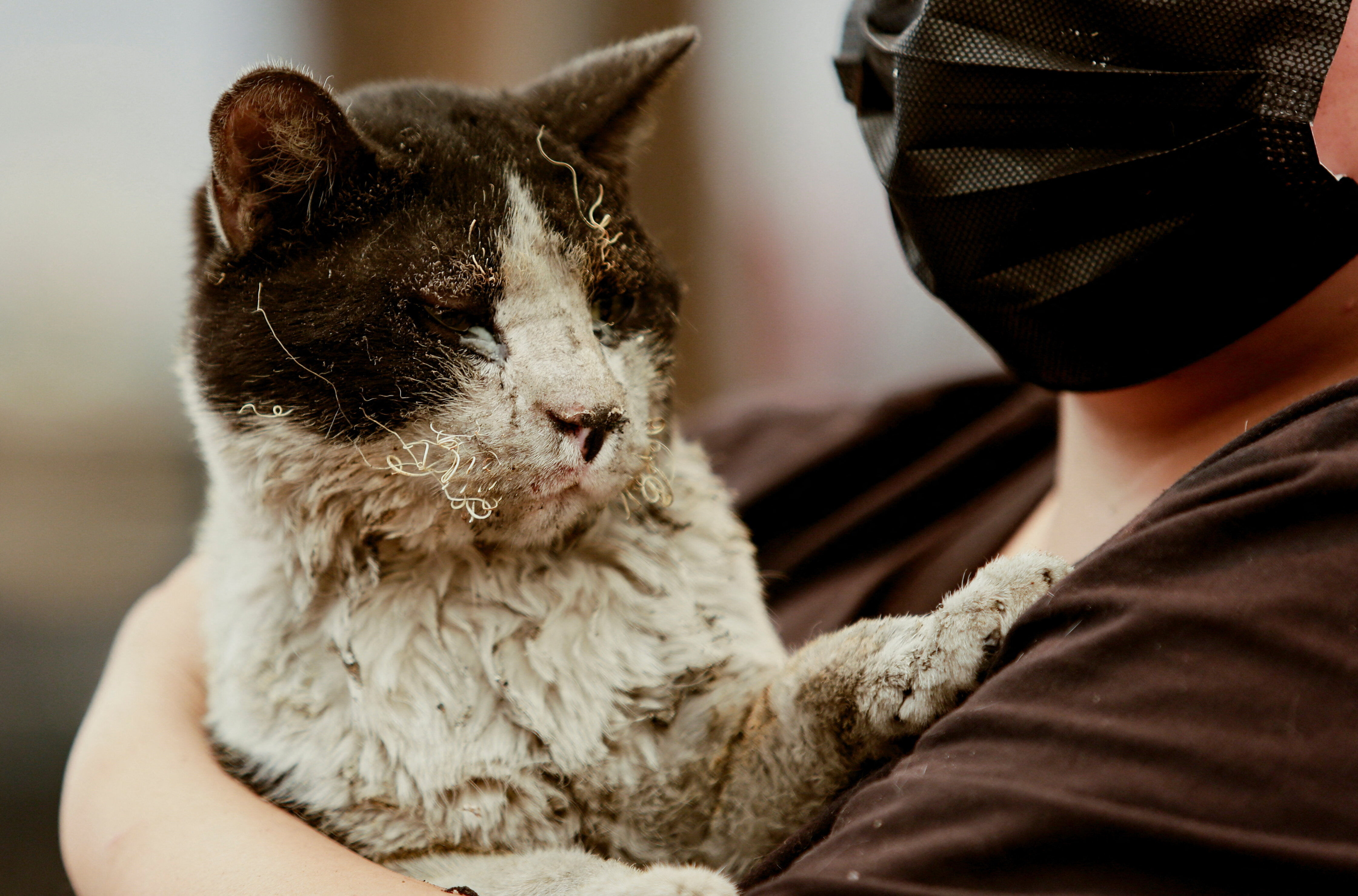 ▲▼ 智利野火。（圖／路透）