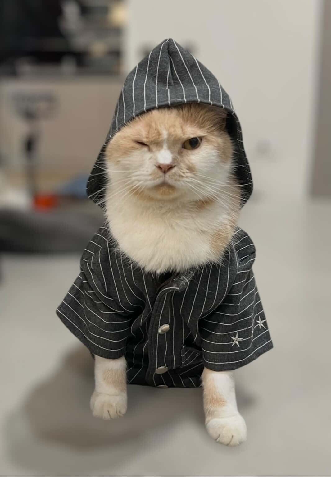 ▲奴才手工縫製喵皇「龍袍」　穩重眼神霸氣外露惹網笑：皇上吉祥！。（圖／花生放送@peanut.watson提供，請勿隨意翻拍，以免侵權。）