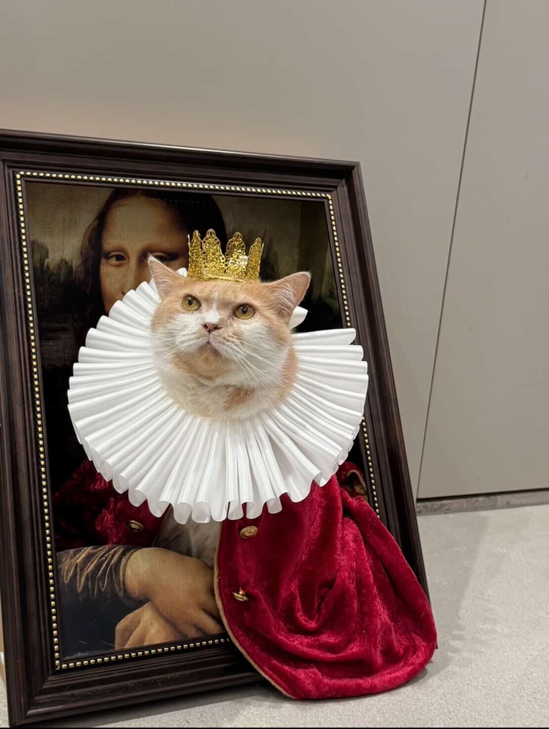 ▲奴才手工縫製喵皇「龍袍」　穩重眼神霸氣外露惹網笑：皇上吉祥！。（圖／花生放送@peanut.watson提供，請勿隨意翻拍，以免侵權。）