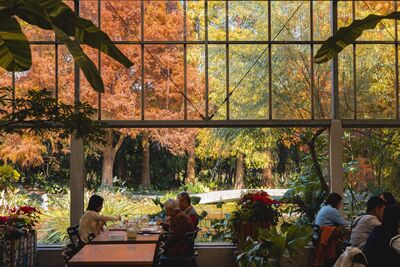 彰化「溫室玻璃屋餐廳」環繞落羽松林