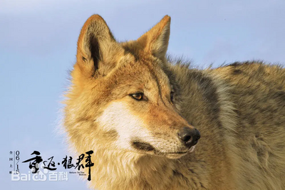 陸紀錄片《重返狼群》累積28億點閱率　10年後重返再次翻紅
