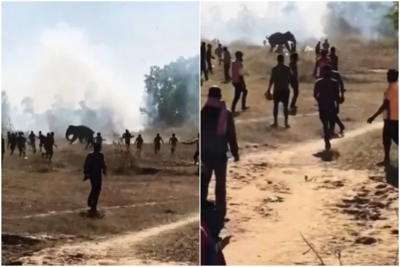 9天釀22死！公象發情失控「見人就踩」　印度村民只能睡屋頂