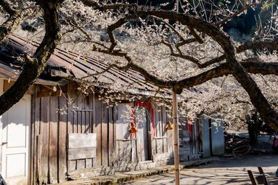 冬季限定！南投絕美「梅花林古厝」盛開中