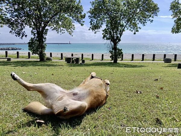 ▲。（圖／有點毛毛的／林小狗提供）