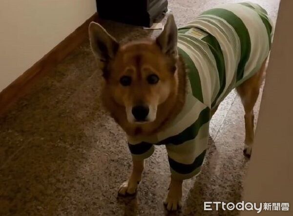 ▲。（圖／有點毛毛的／林小狗提供）