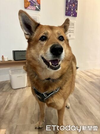 ▲。（圖／有點毛毛的／林小狗提供）