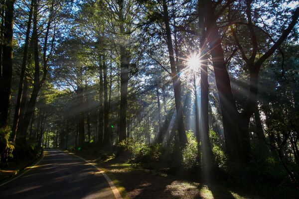 ▲▼阿里山祝山林道。（圖／阿里山賓館提供）