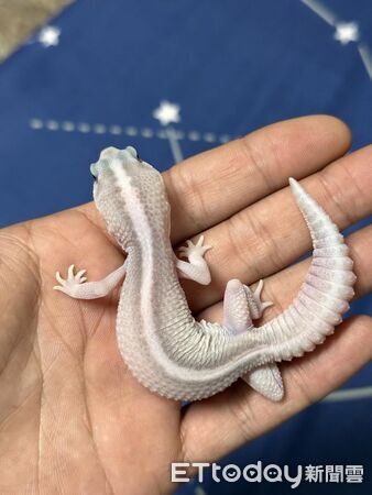 ▲。（圖／Threads@tturtles.diary提供，請勿隨意翻拍，以免侵權。）