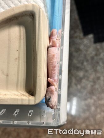 ▲。（圖／Threads@tturtles.diary提供，請勿隨意翻拍，以免侵權。）