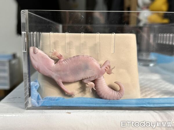 ▲。（圖／Threads@tturtles.diary提供，請勿隨意翻拍，以免侵權。）