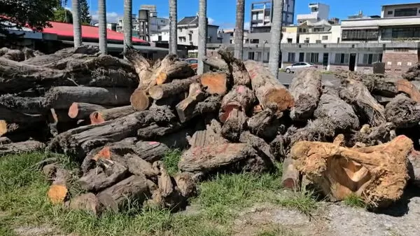 ▲山老鼠被查扣的逾500萬元貴重木。（圖／宜蘭地檢署提供）