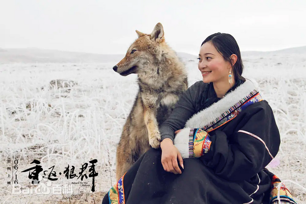 ▲▼   近期，紀錄片《重返狼群》於10年後再度爆火。超千萬網友對於孤狼格林和成都姑娘李微漪的生死羈絆淚目。網友看哭：遠離，才是最好的保護          。（圖／翻攝 百度百科《重返狼群》劇照）