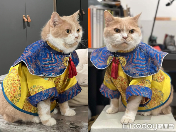 奴才手工縫製「喵皇龍袍」　穩重眼神霸氣外露惹網笑：皇上吉祥！