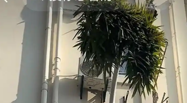 ▲▼   竹堅強          。（圖／翻攝 百度）