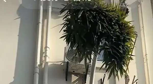 ▲▼   竹堅強          。（圖／翻攝 百度）