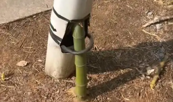 ▲▼   竹堅強          。（圖／翻攝 百度）