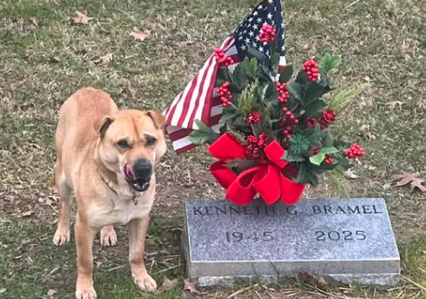 最神祕守護者！浪浪每天「癡守墳墓前」不肯離開　家屬驚：沒養狗。（圖／翻攝自Mason County Animal Shelter）