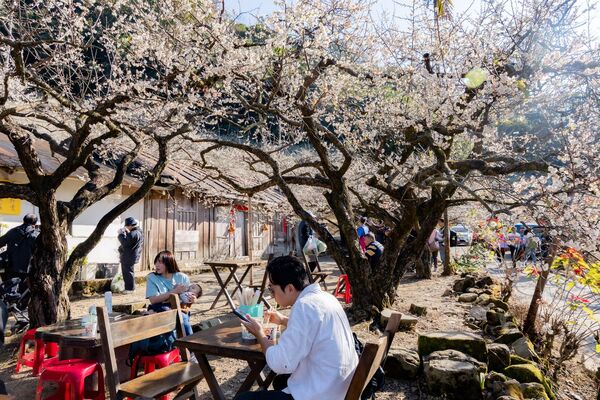 ▲▼外坪頂蔡家梅園。（圖／部落客黑皮的旅遊筆記授權提供）