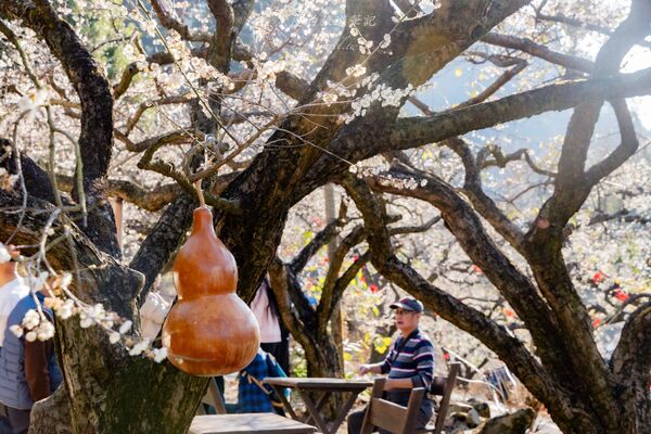 ▲▼外坪頂蔡家梅園。（圖／部落客黑皮的旅遊筆記授權提供）