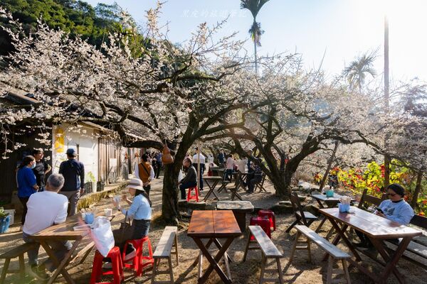 ▲▼外坪頂蔡家梅園。（圖／部落客黑皮的旅遊筆記授權提供）