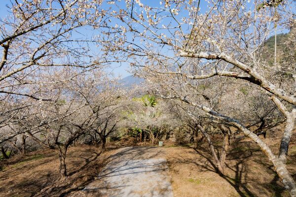 ▲▼外坪頂蔡家梅園。（圖／部落客黑皮的旅遊筆記授權提供）