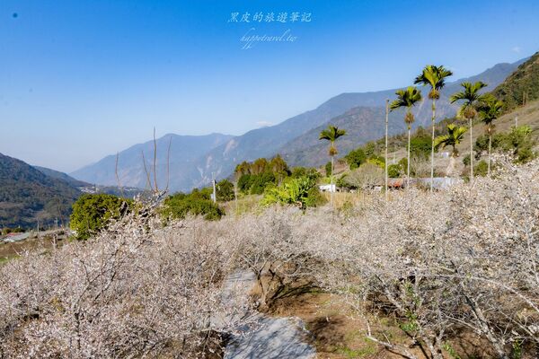 ▲▼外坪頂蔡家梅園。（圖／部落客黑皮的旅遊筆記授權提供）
