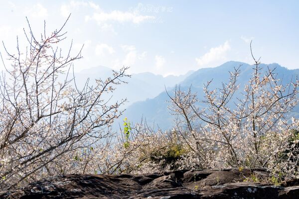 ▲▼外坪頂蔡家梅園。（圖／部落客黑皮的旅遊筆記授權提供）