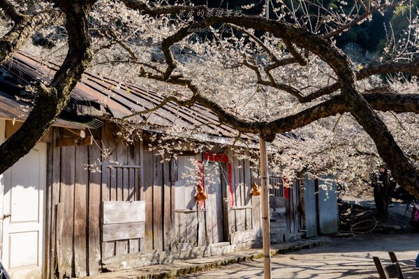 ▲▼外坪頂蔡家梅園。（圖／部落客黑皮的旅遊筆記授權提供）
