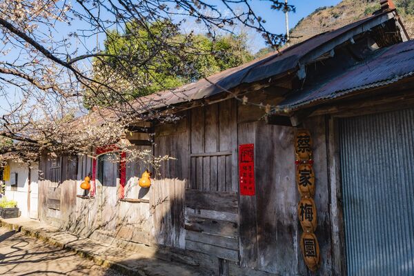 ▲▼外坪頂蔡家梅園。（圖／部落客黑皮的旅遊筆記授權提供）