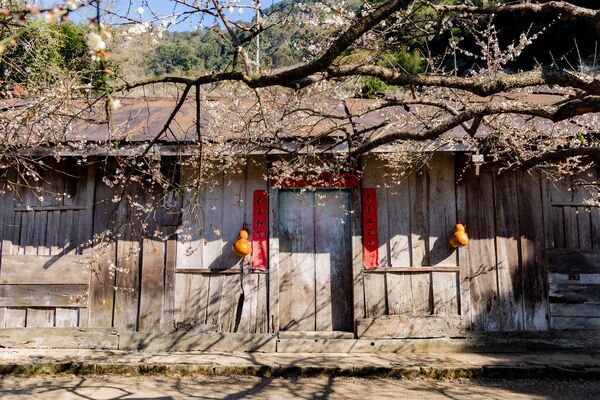 ▲▼外坪頂蔡家梅園。（圖／部落客黑皮的旅遊筆記授權提供）