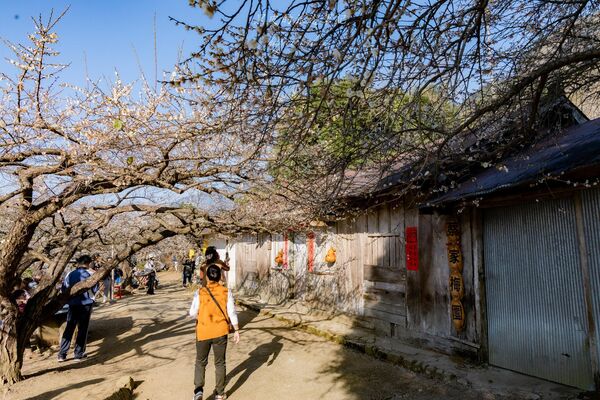 ▲▼外坪頂蔡家梅園。（圖／部落客黑皮的旅遊筆記授權提供）