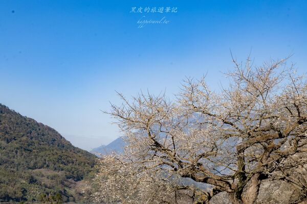 ▲▼外坪頂蔡家梅園。（圖／部落客黑皮的旅遊筆記授權提供）