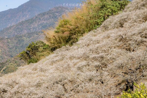▲▼外坪頂蔡家梅園。（圖／部落客黑皮的旅遊筆記授權提供）